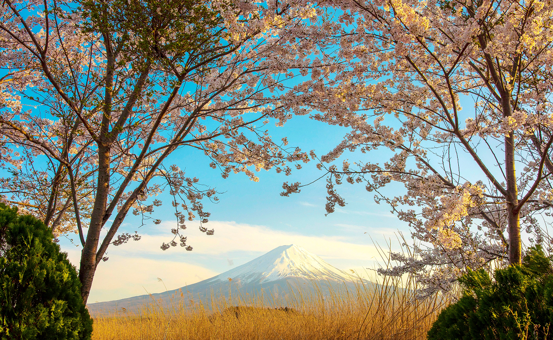 Cherry Blossom